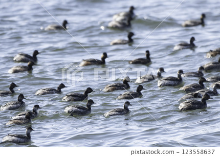 Flock of Hajiro Kaiburi Flock of Hajiro Kaiburi 123558637