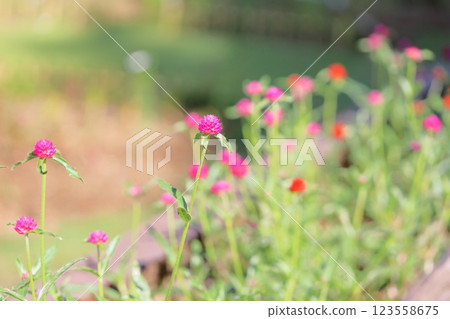 Cute globe amaranth flowers 123558675