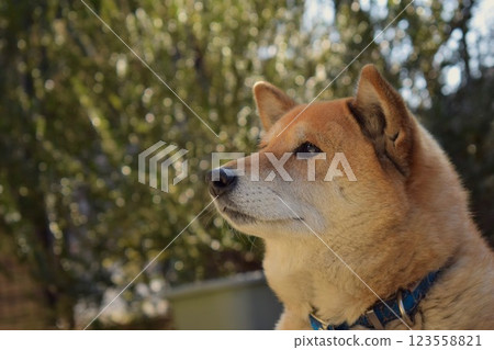 A female Shiba Inu with a sharp expression A female Shiba Inu with a sharp expression 123558821
