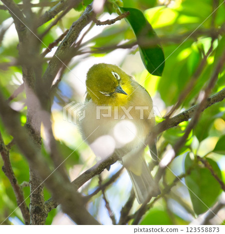 假日散步：一隻日本繡眼鳥棲息在公園的樹枝上 ⑧ 123558873
