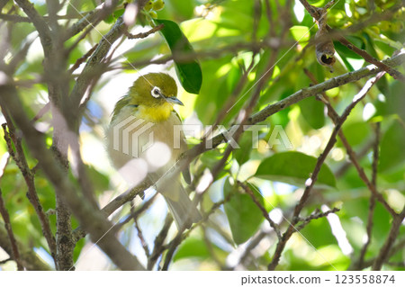 假日散步：一隻日本繡眼鳥棲息在公園的樹枝上 ⑨ 123558874