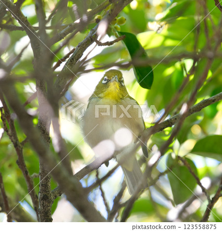 Holiday walk: A Japanese white-eye perched on a tree branch in the park. Holiday walk: A Japanese white-eye perched on a tree branch in the park. 123558875