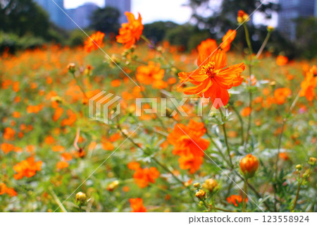 濱離宮恩賜庭園大波斯菊盛開 123558924