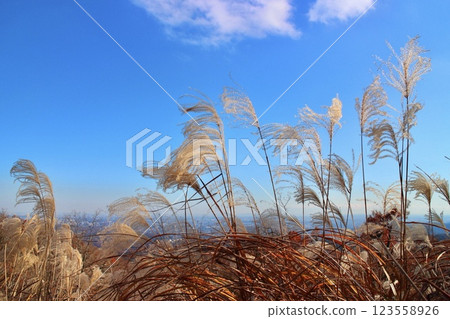 秋天的芒草在藍天下搖曳 123558926