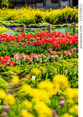 小y鬱金香節（長崎市） 123559012