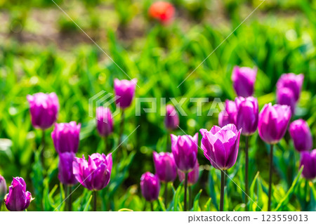 小y鬱金香節（長崎市） 123559013