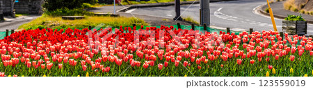 Koyaki鬱金香節全景[長崎市] 123559019