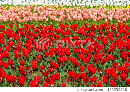 小y鬱金香節（長崎市） 123559026