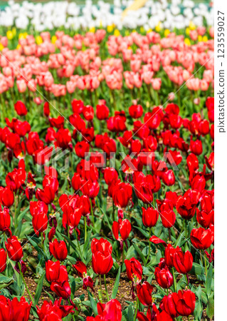 小y鬱金香節（長崎市） 123559027