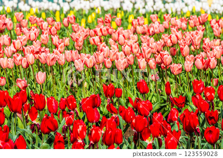 Koyaki Tulip Festival (Nagasaki City) 123559028