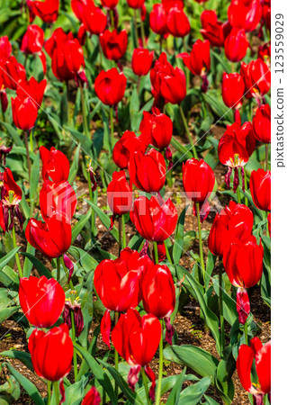 Koyaki Tulip Festival (Nagasaki City) 123559029