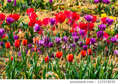 小y鬱金香節（長崎市） 123559030