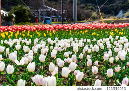 小y鬱金香節（長崎市） 123559033