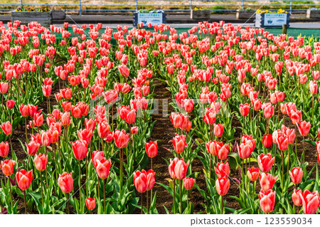 小y鬱金香節(長崎市) 小y鬱金香節(長崎市) 123559034