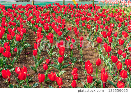 小y鬱金香節（長崎市） 123559035