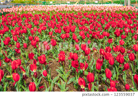 小y鬱金香節(長崎市) 小y鬱金香節(長崎市) 123559037