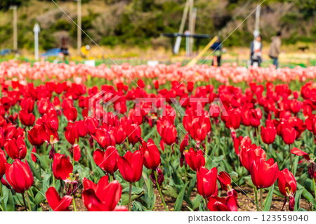 Koyaki Tulip Festival (Nagasaki City) 123559040