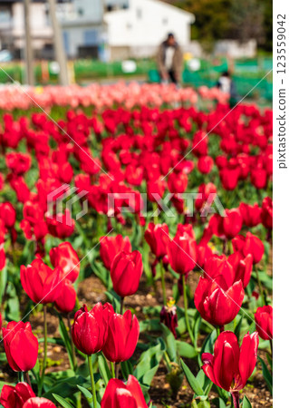 Koyaki Tulip Festival (Nagasaki City) 123559042