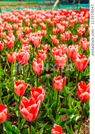 Koyaki Tulip Festival (Nagasaki City) 123559047