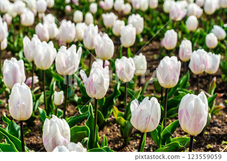 小y鬱金香節（長崎市） 123559059