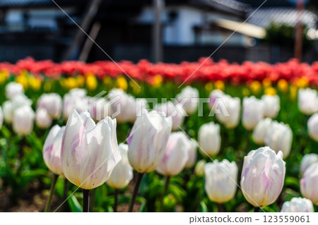 小y鬱金香節（長崎市） 123559061