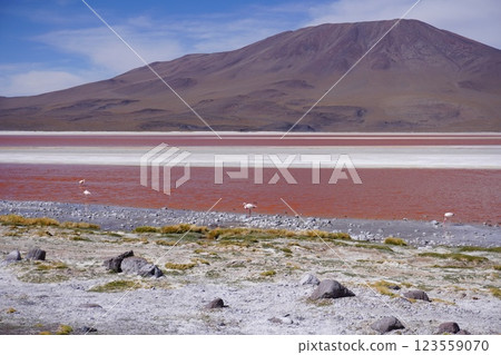 Magical December scenery in Laguna Colorada, Bolivia 123559070
