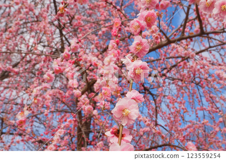 Dangling plum 123559254