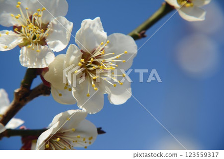 White plum shining in the blue sky 123559317