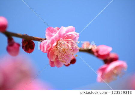Red plum blossoms shining in the blue sky 123559318