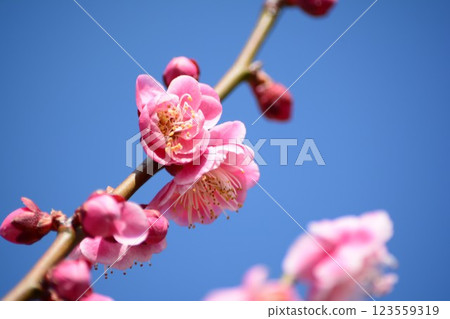 Red plum blossoms shining in the blue sky 123559319