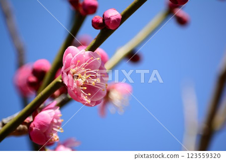 紅梅綻放藍天 紅梅綻放藍天 123559320