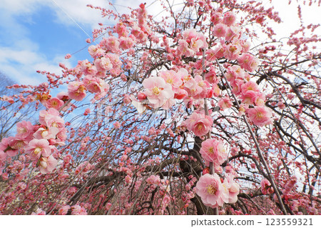 叼著梅花 123559321