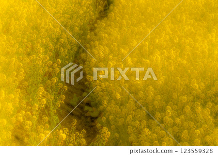 沐浴春日陽光的油菜花田 123559328