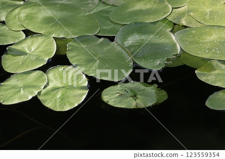 水蓴菜棲息地的葉子特寫 123559354