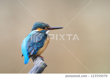 Kingfisher of a kingfisher (female) Kingfisher of a kingfisher (female) 123559379