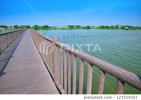 Early summer, Promenade, Isanuma Pond with plenty of water, Lakeside scenery in July 123559381