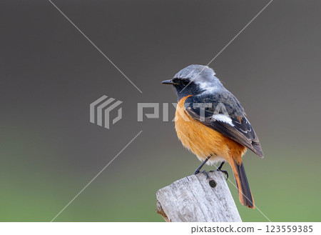 A Daurian redstart perched on the top of a tree A Daurian redstart perched on the top of a tree 123559385