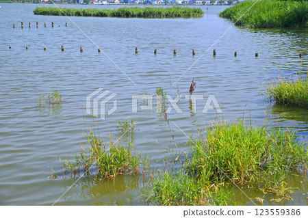 Early summer: Lake Isanuma with plenty of water. Lakeside scenery in July. 123559386