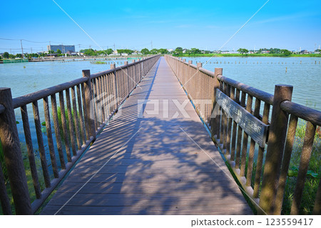 Early summer, Promenade, Isanuma Pond with plenty of water, Lakeside scenery in July Early summer, Promenade, Isanuma Pond with plenty of water, Lakeside scenery in July 123559417