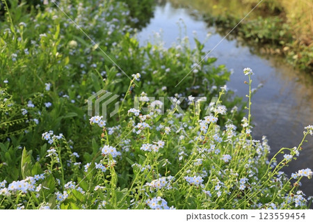 Forget-me-nots growing in clusters near water 123559454