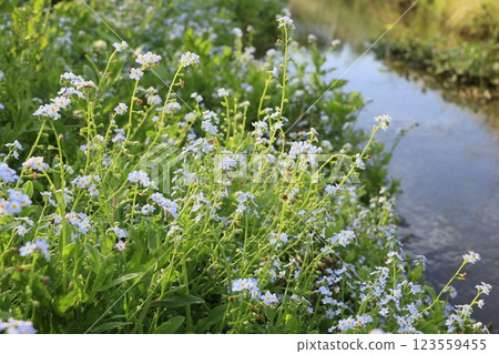 Forget-me-nots growing in clusters near water 123559455