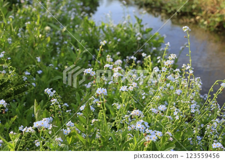 Forget-me-nots growing in clusters near water 123559456