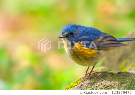 Blue bird 123559473