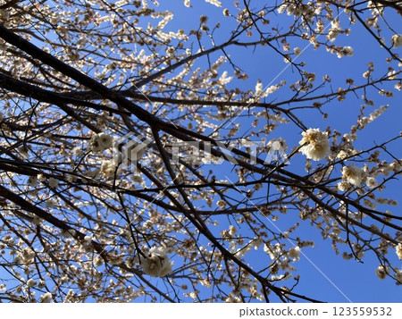 White plum blossoms that shine against the blue sky 2 123559532