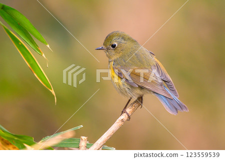 Cute Blue-and-White Flycatcher Cute Blue-and-White Flycatcher 123559539