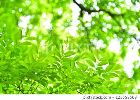 Refreshing spring sprouts Fresh green 123559569