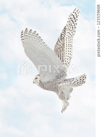 Snowy Owl female flying on a mixed clouds and blue sky background in Quebec, Canada Snowy Owl female flying on a mixed clouds and blue sky background in Quebec, Canada 123559606