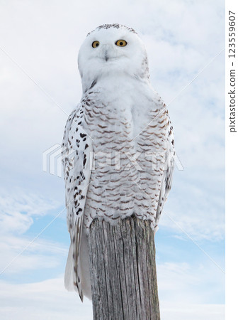 Snowy Owl female perched in a pole with mixed clouds and blue sky on the background in Quebec, Canada Snowy Owl female perched in a pole with mixed clouds and blue sky on the background in Quebec, Canada 123559607
