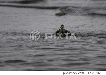 A great sandpiper entering the sea A great sandpiper entering the sea 123559649