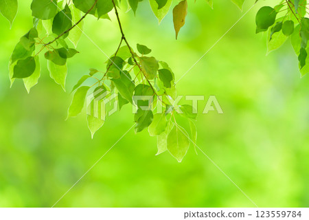 Refreshing spring sprouts Fresh green Refreshing spring sprouts Fresh green 123559784